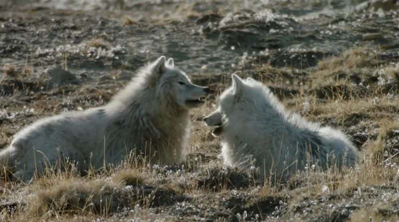 纪录片《北极狼群 Arctic Wolf Pack》[无字][BT][1080P][4K]双画质资源下载