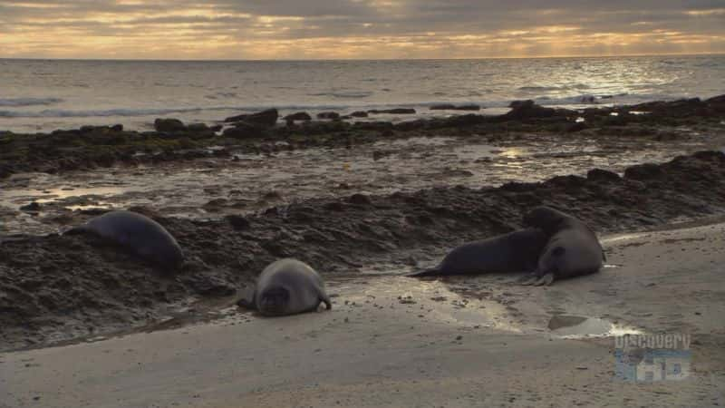 ¼Ƭ͢ Argentinean Seal PupsĻ/Ļ