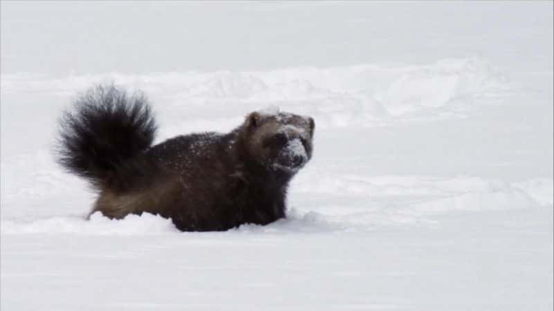 纪录片《狂野加拿大 Wild Canada》[无字][BT][720P]资源下载