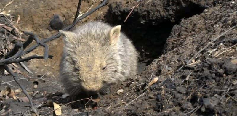 ¼ƬĴǵҰ֮ Australia's Wildlife: After the Fires1080P-Ļ/Ļ