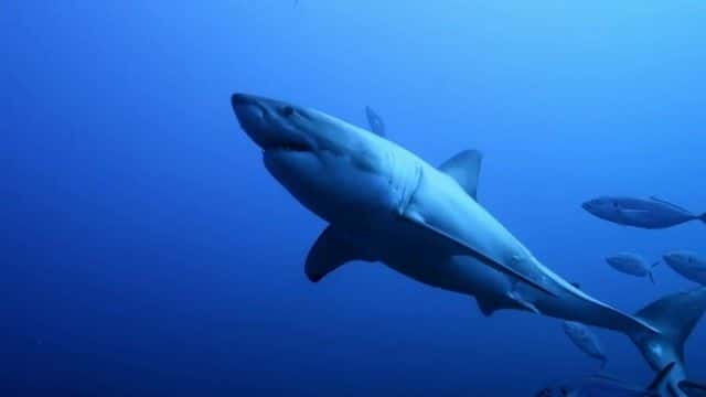 ¼ƬΪʲôϮBBC this World Why Sharks Attack (BBC this World)1080Pȫ1-Ļ/Ļ