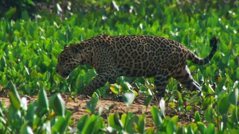 ¼ƬҰصȻ Wild Brazil - Mysterious Natural Paradiseȫ5-Ļ/Ļ