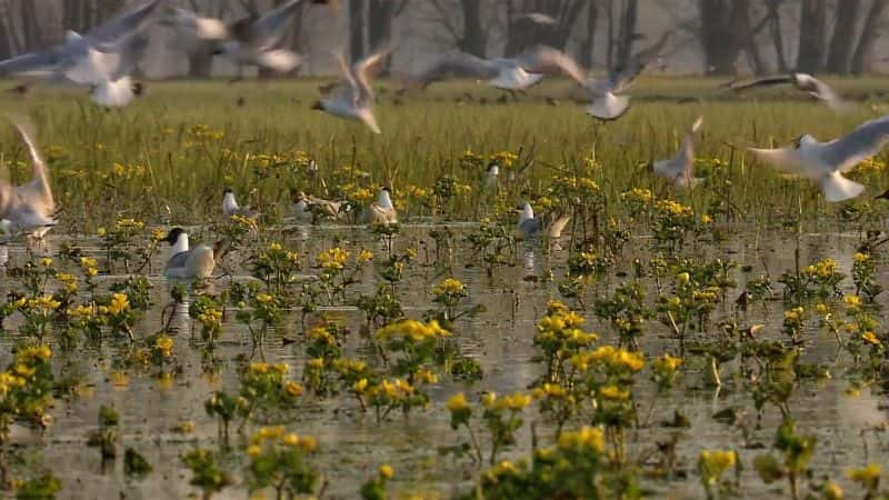 ¼Ƭʪ Wonderful Wetlands1080P-Ļ/Ļ