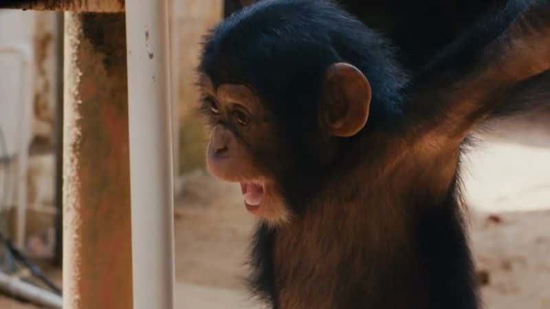 ¼Ƭ̾Ԯ Baby Chimp Rescue1080Pȫ1-Ļ/Ļ