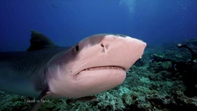 ¼ƬΪʲôϮBBC this World Why Sharks Attack (BBC this World)1080Pȫ1-Ļ/Ļ