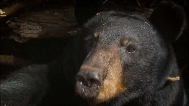 ¼Ƭ (BBC) Bearwalker of the Northwoods (BBC)1080Pȫ1-Ļ/Ļ