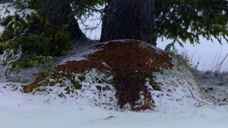 纪录片《阿滕伯勒蚂蚁山 Attenboroughs Ant Mountain》[无字][BT][720P]资源下载