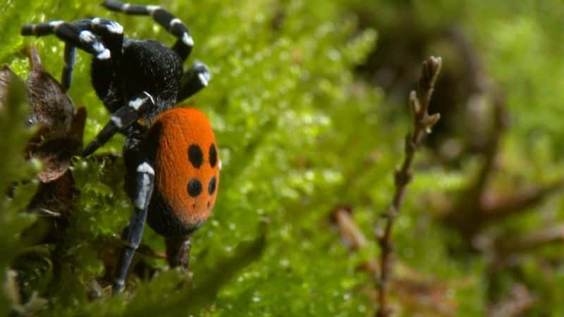 ¼Ƭ2016 ＾۲ Autumnwatch 20161080P-Ļ/Ļ