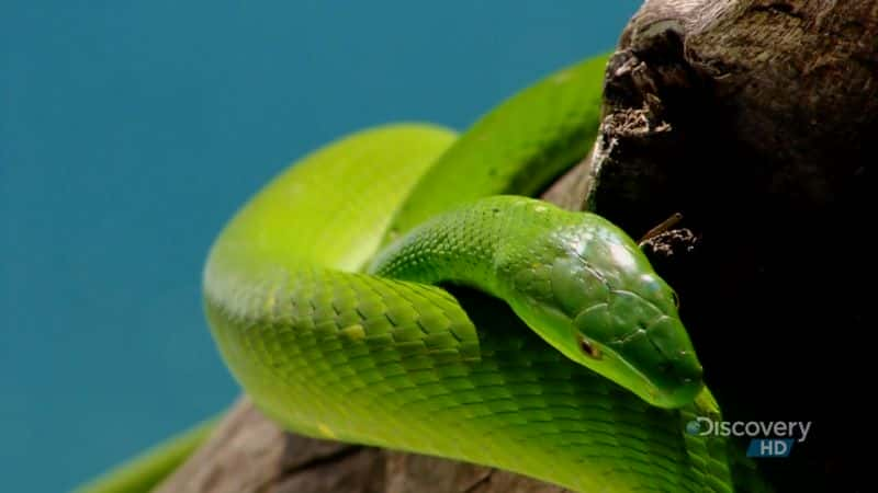 ¼Ƭߵ The Beauty of SnakesĻ/Ļ