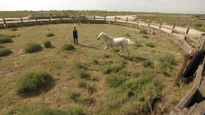 ¼ƬҰ Wild Horses of the Marshes1080P-Ļ/Ļ