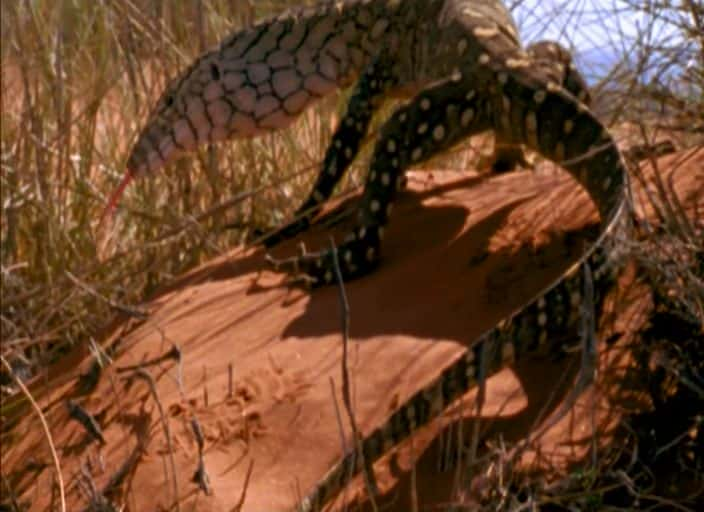 纪录片《澳大利亚国家公园奇观 Wonders of Australia's National Parks》[无字][BT][720P]资源下载