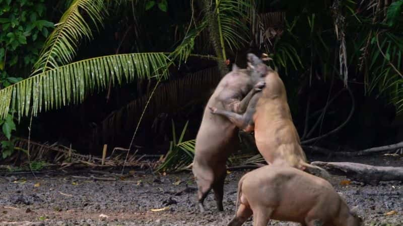 ¼Ƭ Amazing Pigs1080P-Ļ/Ļ