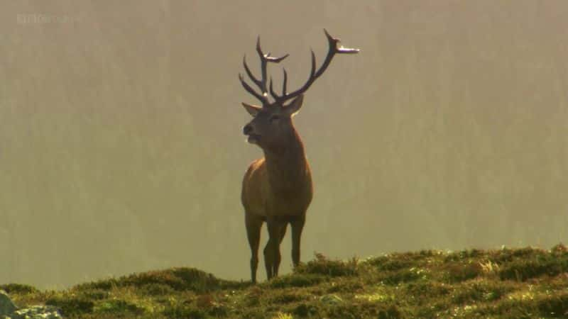 ¼ƬҰʿBBC Wild Wales (BBC)ȫ3-Ļ/Ļ