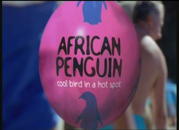 纪录片《非洲企鹅 African Penguin》[无字][BT][720P]资源下载