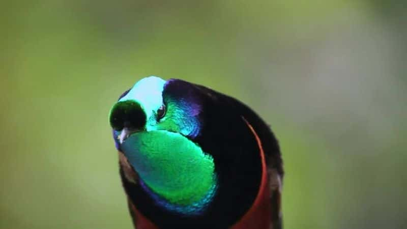 ¼Ƭյ Attenborough's Paradise Birds1080Pȫ1-Ļ/Ļ