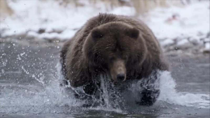 纪录片《狂野加拿大 Wild Canada》[无字][BT][720P]资源下载