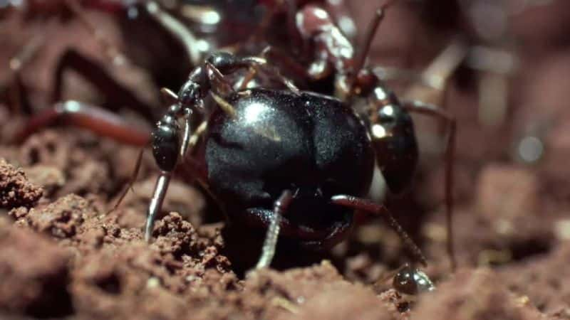 ¼ƬϮBBC Ant Attack (BBC)ȫ1-Ļ/Ļ