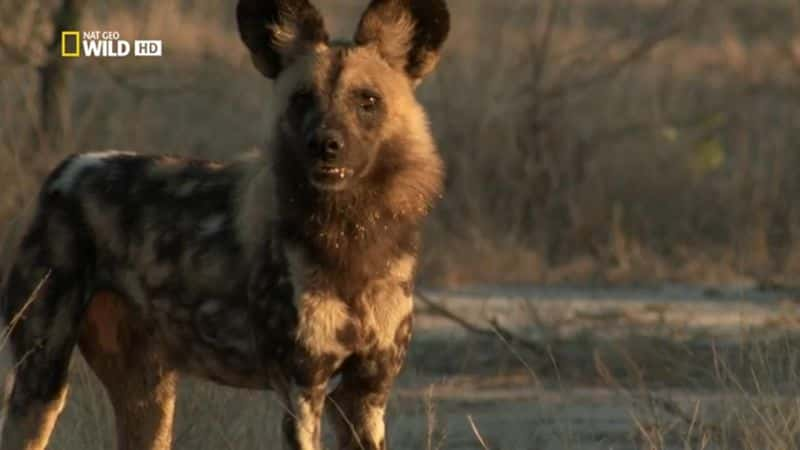 ¼ƬҰĹ A Wild Dog's TaleĻ/Ļ