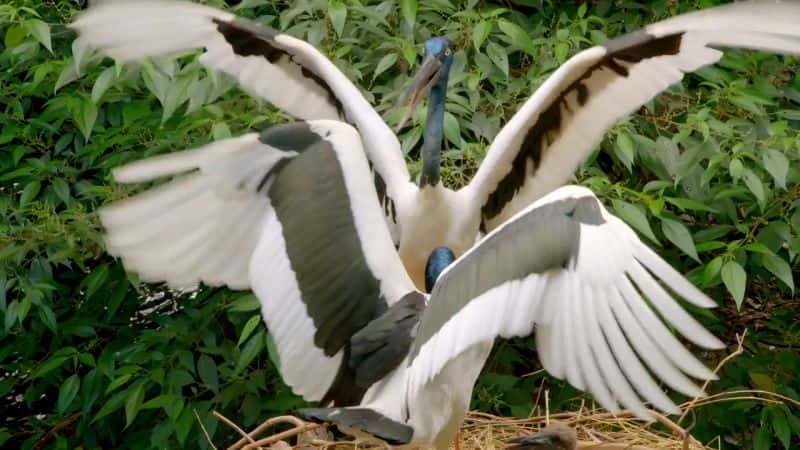 ¼ƬĴҰࣺϵ 1 Wild Birds of Australia: Series 11080P-Ļ/Ļ