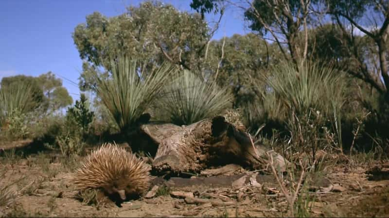 ¼ƬĴǣȵ½ Australia: Land before Timeȫ1-Ļ/Ļ