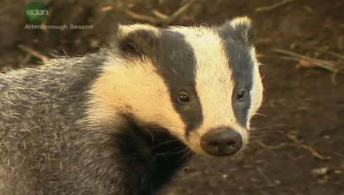 纪录片《阿滕伯勒探索：我们脆弱的世界 Attenborough Explores: Our Fragile World》[无字][BT][720P]资源下载