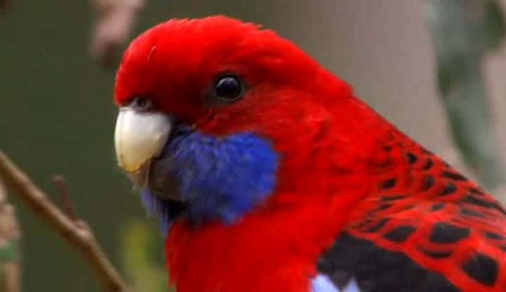 纪录片《澳大利亚鹦鹉之乡 Australia Land of Parrots》[无字][BT][720P]资源下载