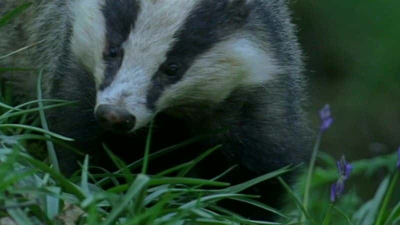 ¼Ƭⵣɪص (BBC) Badgers: Secrets of the Sett (BBC)Ļ/Ļ