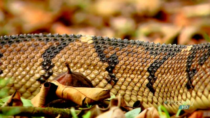 ¼Ƭߵ The Beauty of SnakesĻ/Ļ