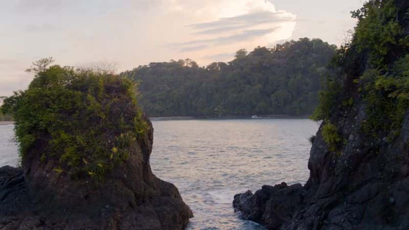 ¼ƬѧҰ˹ӵĴ Animalogic Wild: The Jungles of Costa Rica1080P-Ļ/Ļ