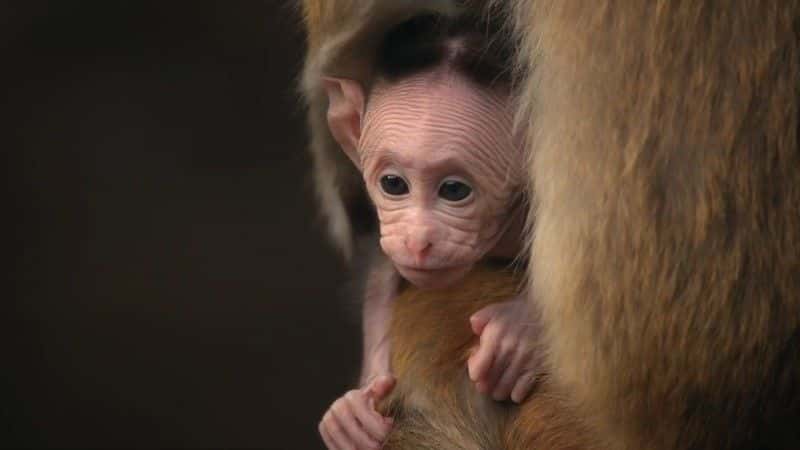 ¼ƬӤϵĵһ Animal Babies: First Year on EarthĻ/Ļ