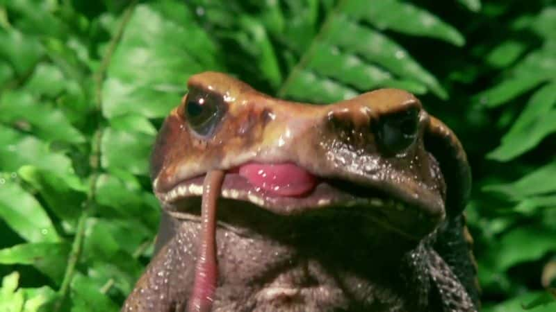 ¼Ƭյ (BBC) Attenborough's Fabulous Frogs (BBC)1080P-Ļ/Ļ