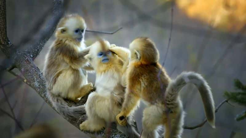 ¼Ƭӣϵ 1 Amazing Monkeys: Series 11080P-Ļ/Ļ