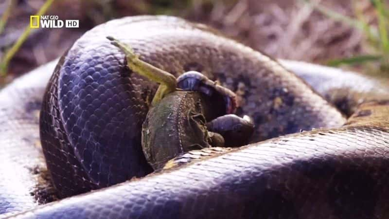 ¼ƬߣĬɱ Anaconda: Silent KillerĻ/Ļ