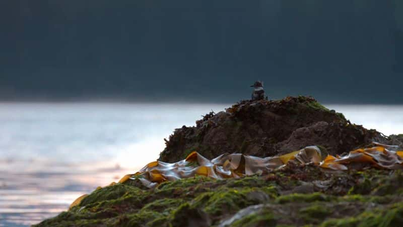 ¼Ƭ˹ӵ Alaskan Summer1080P-Ļ/Ļ