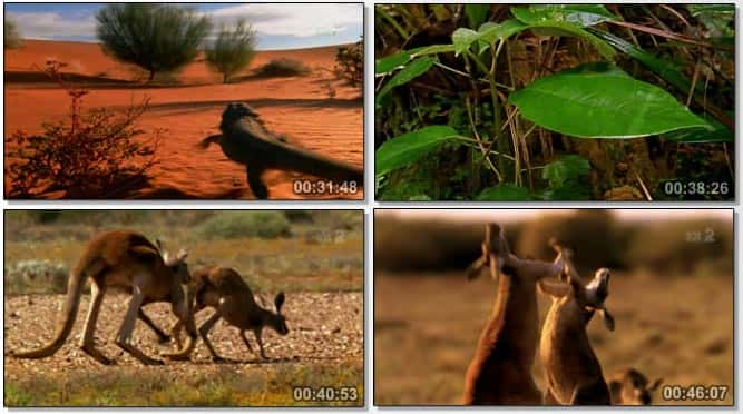 ¼ƬĴ - 籩֮ Australia - Eye of the StormĻ/Ļ