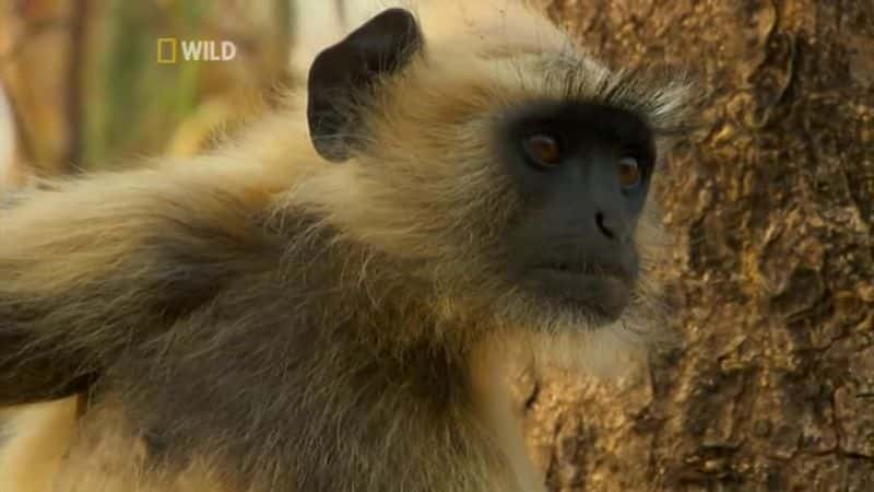 ¼ƬҰӡȣҵ Wild India (National Geographic)Ļ/Ļ