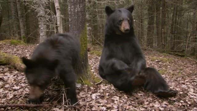 ¼Ƭ (BBC) Bearwalker of the Northwoods (BBC)1080Pȫ1-Ļ/Ļ