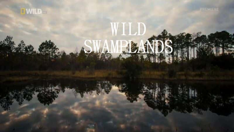 ¼ƬҰ Wild SwamplandsĻ/Ļ