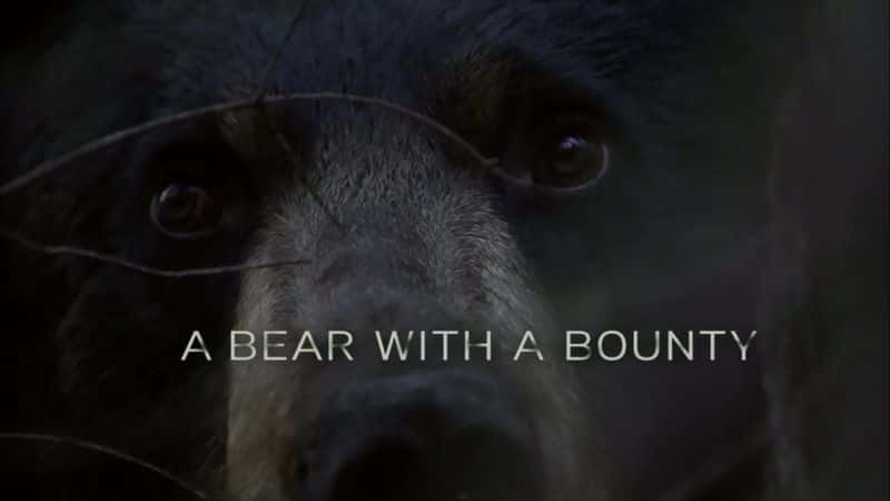 ¼Ƭһֻͽ A Bear with a Bountyȫ1-Ļ/Ļ