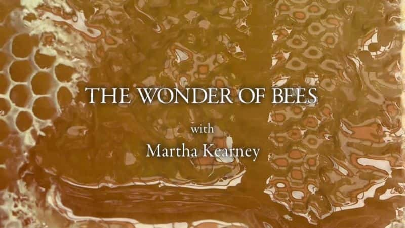 ¼Ƭ۷漣 The Wonder of Beesȫ4-Ļ/Ļ