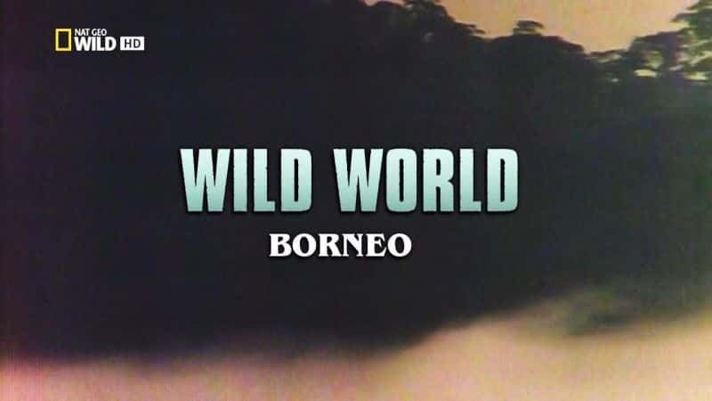 纪录片《狂野世界：婆罗洲 Wild World: Borneo》[无字][BT][720P]资源下载