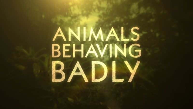 ¼ƬΪ˵Ķϵ 1 Animals Behaving Badly Series 1ȫ3-Ļ/Ļ