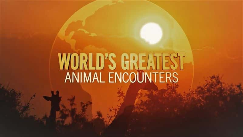 ¼ƬΰĶϵ 1 Worlds Greatest Animal Encounters: Series 11080P-Ļ/Ļ