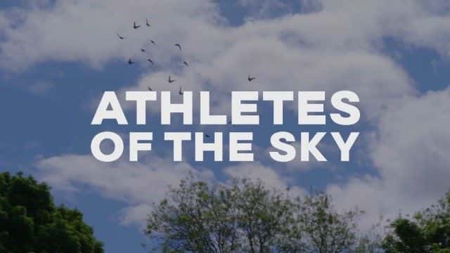 ¼Ƭ˶Ա Athletes of the Sky1080Pȫ1-Ļ/Ļ