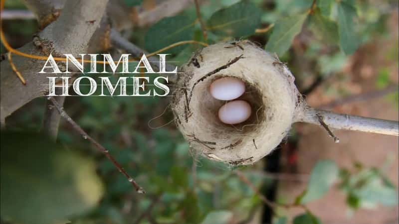 纪录片《动物之家 Animal Homes》[无字] [BT][DVD画质]资源下载