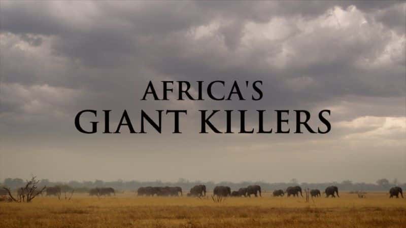 ¼Ƭ޵ľɱ (BBC) Africa's Giant Killers (BBC)1080Pȫ1-Ļ/Ļ