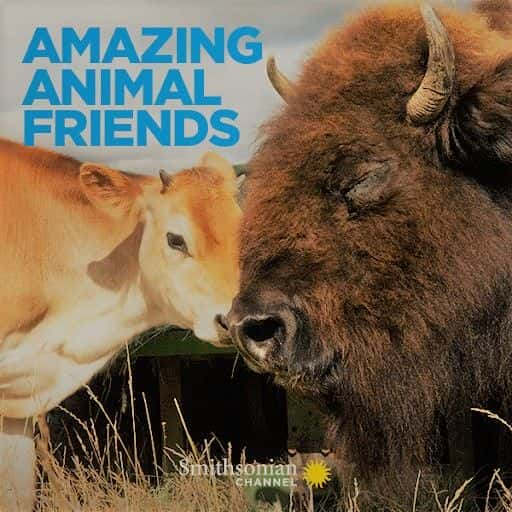 ¼Ƭ涯ѣϵ 1 Amazing Animal Friends: Series 11080P-Ļ/Ļ