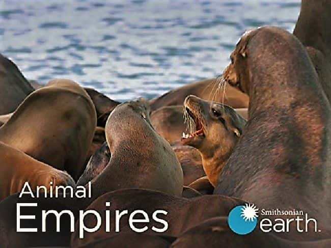 ¼Ƭ۹ϵ 1 Animal Empires: Series 11080P-Ļ/Ļ