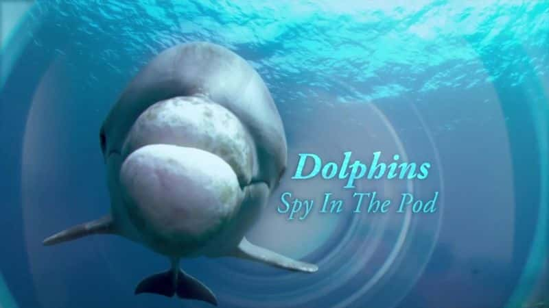 ¼Ƭࣺļ Dolphins: Spy in the PodĻ/Ļ