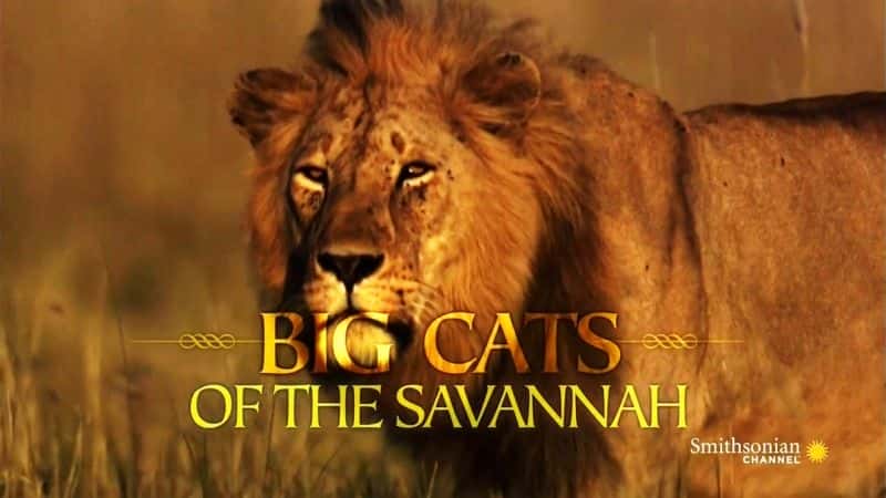 ¼ƬɵĴèƶ Big Cats of the SavannahĻ/Ļ